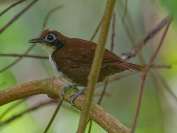 <h3><a href="/trips/costa-rica/biota/animalia/chordata/aves/040 passeriformes/005 thamnophilidae/gymnopithys leucaspis/gymnopithys leucaspis-nl.html">Gymnopithys&nbsp;leucaspis</a> / Bicolored&nbsp;antbird / Witoormiervogel</h3>OM-1 met M.300mm F4.0 + MC-14, 1/200 sec  bij F5.6, ISO 10000, afstand 10.4&nbsp;m